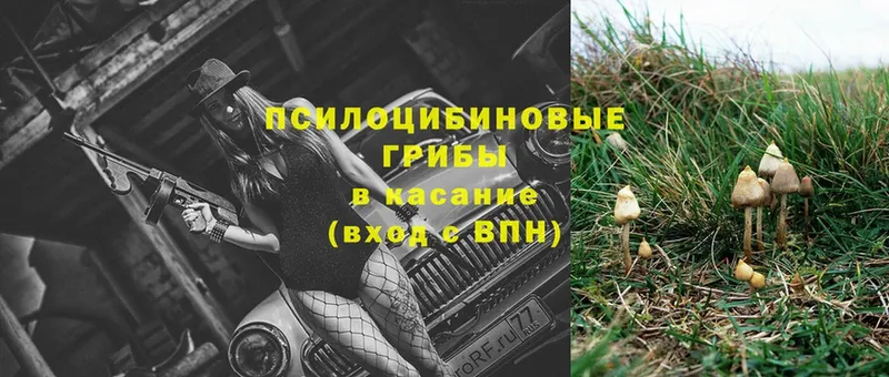 Псилоцибиновые грибы Psilocybe  Билибино 